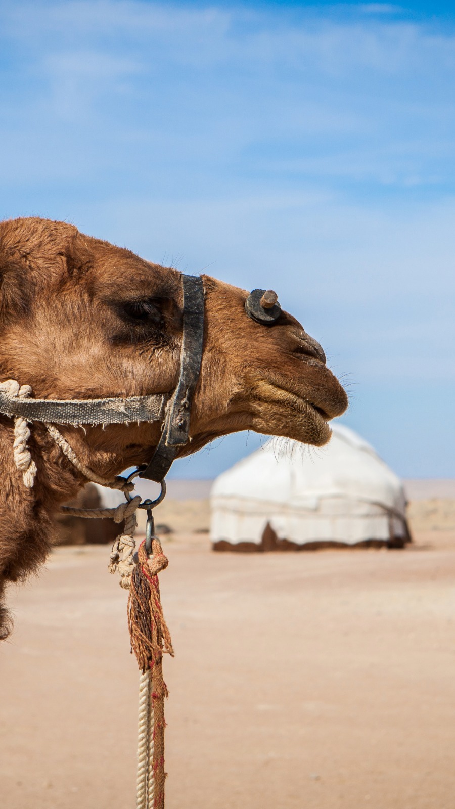 Camel standing beside a traditional Uzbekistan yurt in the desert.