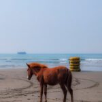 horse standing on seashore with calm waves