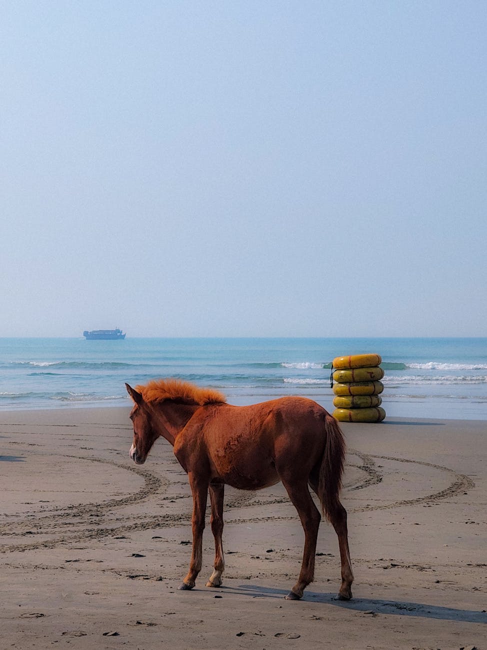 horse standing on seashore with calm waves